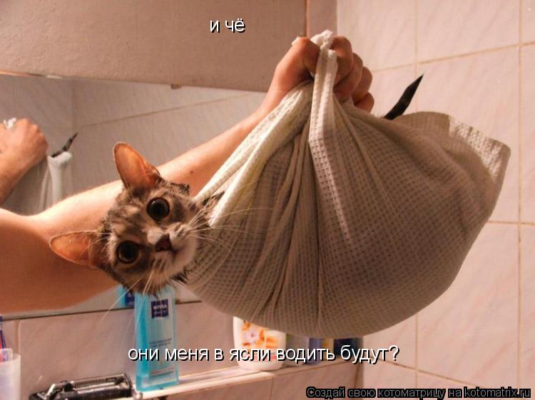 и чё они меня в ясли водить будут?... Котоматрица: и чё они меня в ясли водить будут?