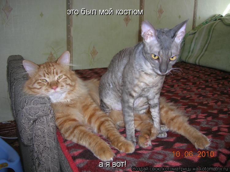 это был мой костюм а я вот!... Котоматрица: это был мой костюм а я вот!
