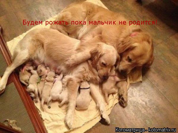 Будем рожать пока мальчик не родится!... Котоматрица: Будем рожать пока мальчик не родится!