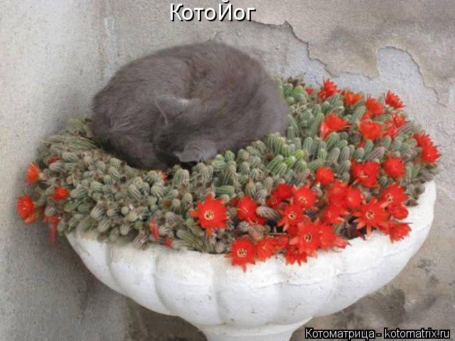 КотоЙог... Котоматрица: КотоЙог