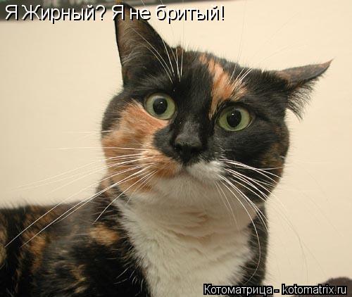 Я Жирный? Я не бритый!... Котоматрица: Я Жирный? Я не бритый!