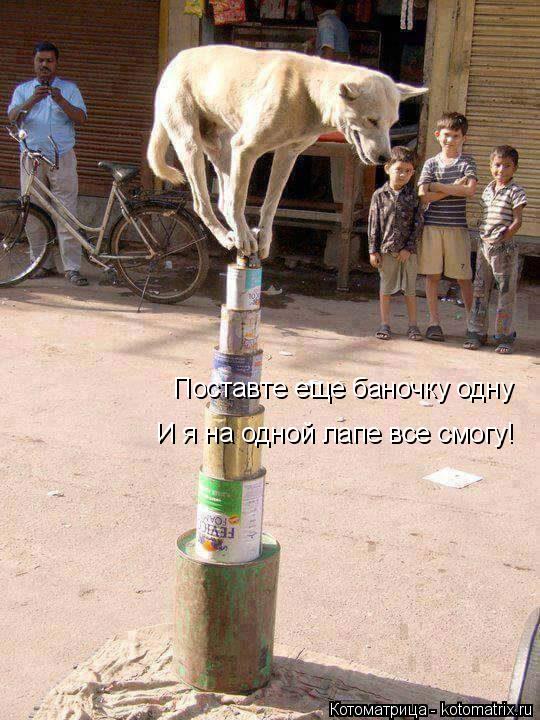 Поставте еще баночку одну И я на одной лапе все смогу!... Котоматрица: Поставте еще баночку одну И я на одной лапе все смогу!