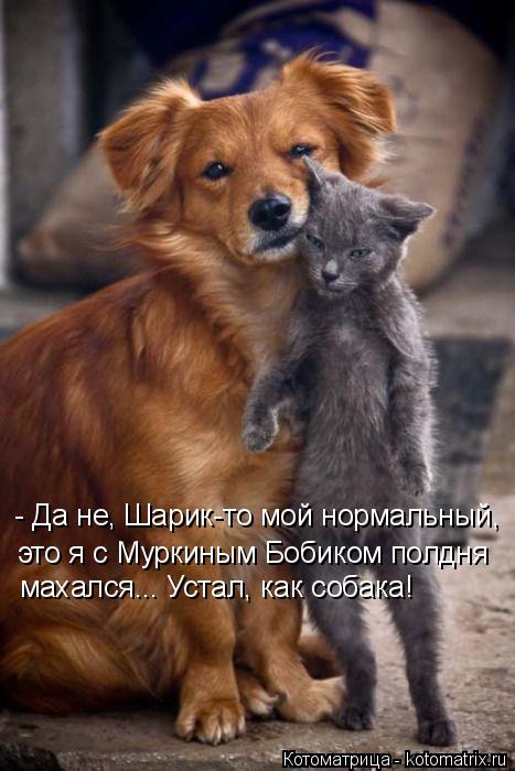 - Да не, Шарик-то мой нормальный, это я с Муркиным Бобиком полдня махался... Устал, как собака!... Котоматрица: - Да не, Шарик-то мой нормальный, это я с Муркиным Бобиком полдня махался... Устал, как собака!