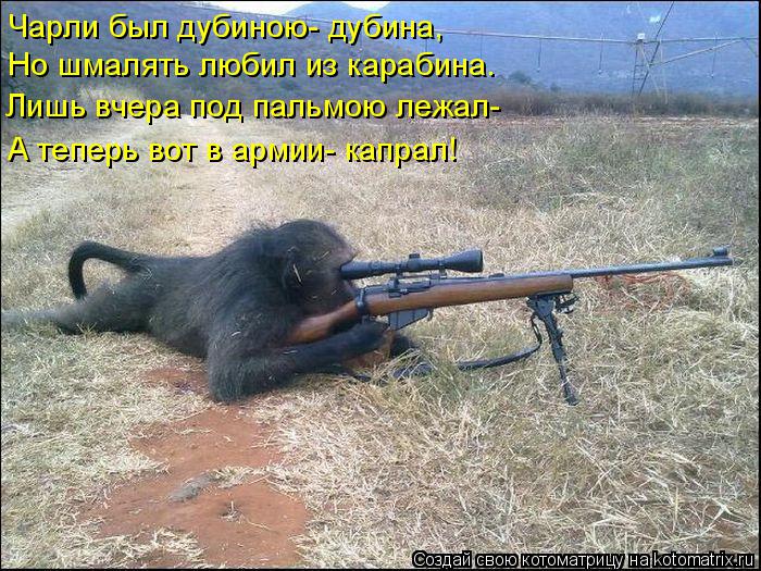 Чарли был дубиною- дубина, Но шмалять любил из карабина. Лишь вчера под пальмою лежал- А теперь вот в... Котоматрица: Чарли был дубиною- дубина, Но шмалять любил из карабина. Лишь вчера под пальмою лежал- А теперь вот в армии- капрал!
