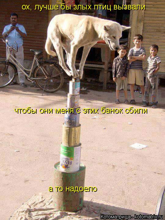 ох, лучше бы злых птиц вызвали чтобы они меня с этих банок сбили а то надоело... Котоматрица: ох, лучше бы злых птиц вызвали чтобы они меня с этих банок сбили а то надоело