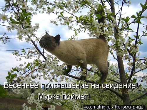 Весеннее приглашение на свидание! Мурка поймет!... Котоматрица: Весеннее приглашение на свидание! Мурка поймет!