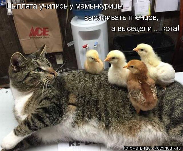 Цыплята учились у мамы-курицы высиживать птенцов, а выседели ... кота!... Котоматрица: Цыплята учились у мамы-курицы высиживать птенцов, а выседели ... кота!