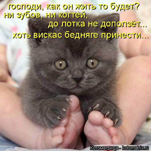 господи, как он жить то будет? ни зубов, ни когтей, до лотка не доползёт... хоть вискас бедняге прин... Котоматрица: господи, как он жить то будет? ни зубов, ни когтей, до лотка не доползёт... хоть вискас бедняге принести...