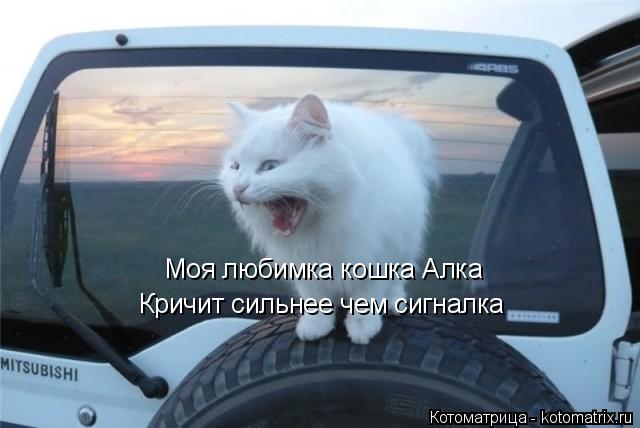 Котоматрица: Моя любимка кошка Алка Кричит сильнее чем сигналка