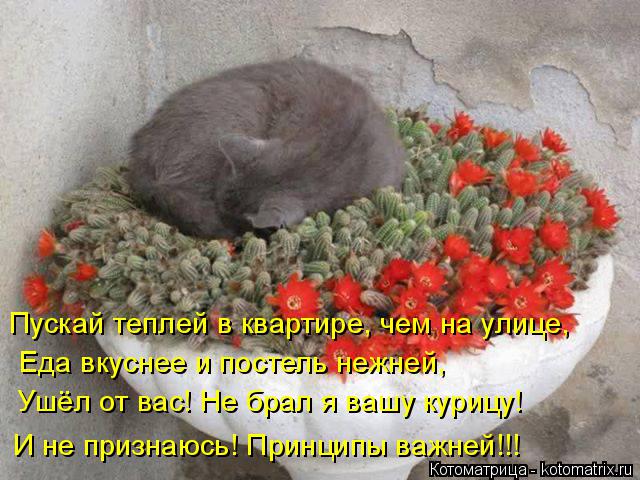 Еда вкуснее и постель нежней, Пускай теплей в квартире, чем на улице, Ушёл от вас! Не брал я вашу кур... Котоматрица: Еда вкуснее и постель нежней, Пускай теплей в квартире, чем на улице, Ушёл от вас! Не брал я вашу курицу! И не признаюсь! Принципы важней!!!
