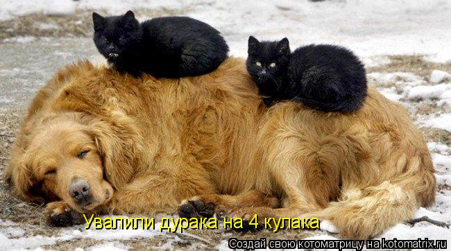 Увалили дурака на 4 кулака... Котоматрица: Увалили дурака на 4 кулака