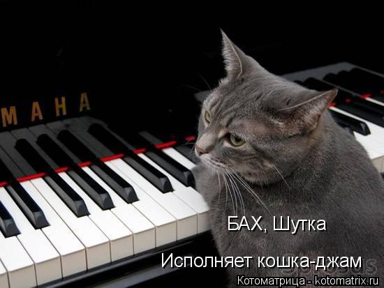БАХ, Шутка Исполняет кошка-джам... Котоматрица: БАХ, Шутка Исполняет кошка-джам