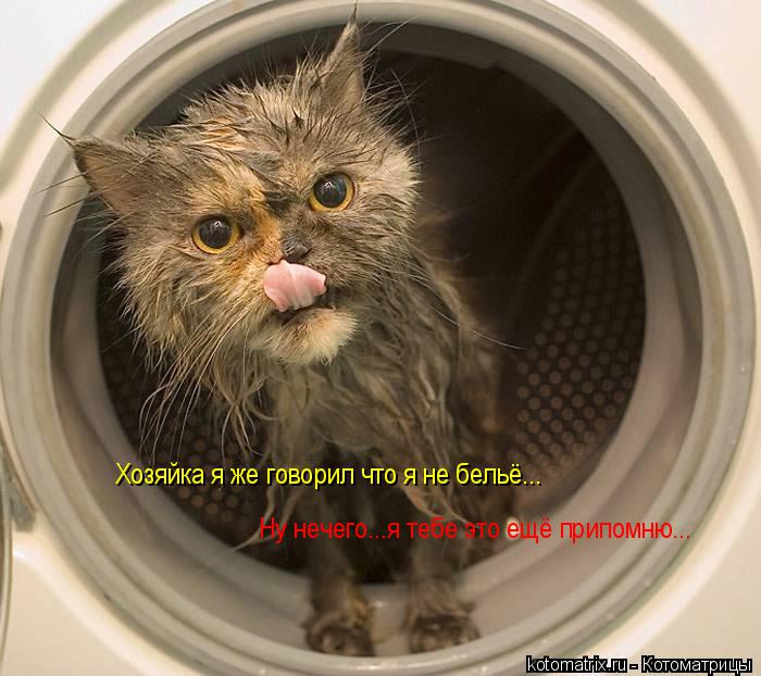 Хозяйка я же говорил что я не бельё... Ну нечего...я тебе это ещё припомню...... Котоматрица: Хозяйка я же говорил что я не бельё... Ну нечего...я тебе это ещё припомню...