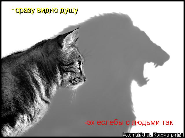 сразу видно душу -эх еслебы с людьми так -... Котоматрица: сразу видно душу -эх еслебы с людьми так -
