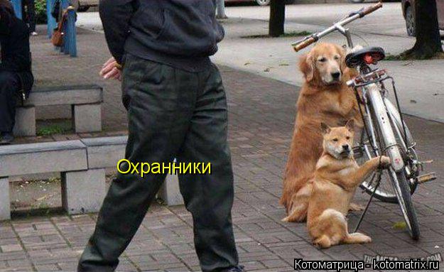 Охранники... Котоматрица: Охранники