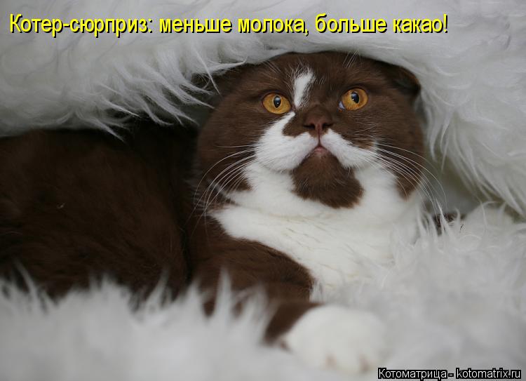Котер-сюрприз: меньше молока, больше какао!... Котоматрица: Котер-сюрприз: меньше молока, больше какао!