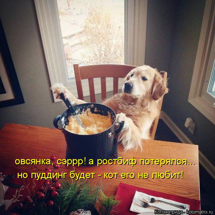 овсянка, сэррр! а ростбиф потерялся... но пуддинг будет - кот его не любит!... Котоматрица: овсянка, сэррр! а ростбиф потерялся... но пуддинг будет - кот его не любит!