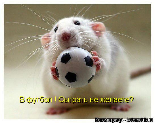 В футбол ! Сыграть не желаете?... Котоматрица: В футбол ! Сыграть не желаете?