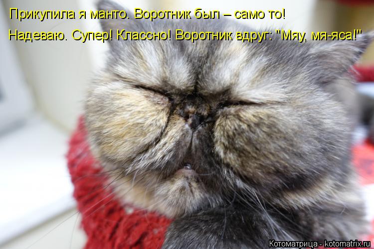 Прикупила я манто. Воротник был – само то! Надеваю. Супер! Классно! Воротник вдруг: "Мяу, мя-яса!"... Котоматрица: Прикупила я манто. Воротник был – само то! Надеваю. Супер! Классно! Воротник вдруг: "Мяу, мя-яса!"