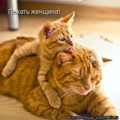 Лежать женщина!... Котоматрица: Лежать женщина!