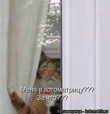 Меня в котоматрицу??? За что???... Котоматрица: Меня в котоматрицу??? За что???