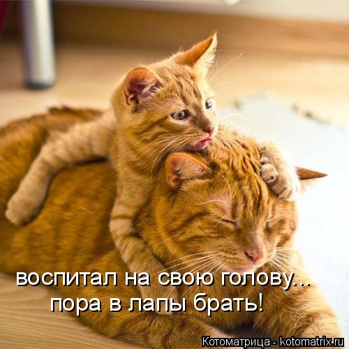 воспитал на свою голову... пора в лапы брать!... Котоматрица: воспитал на свою голову... пора в лапы брать!