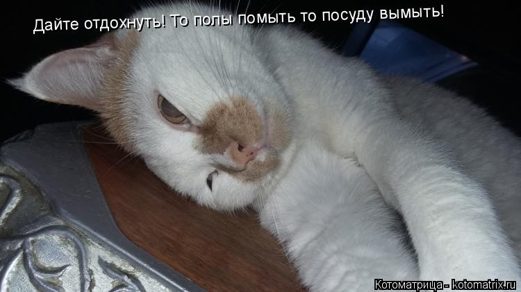 Дайте отдохнуть! То полы помыть то посуду вымыть!... Котоматрица: Дайте отдохнуть! То полы помыть то посуду вымыть!