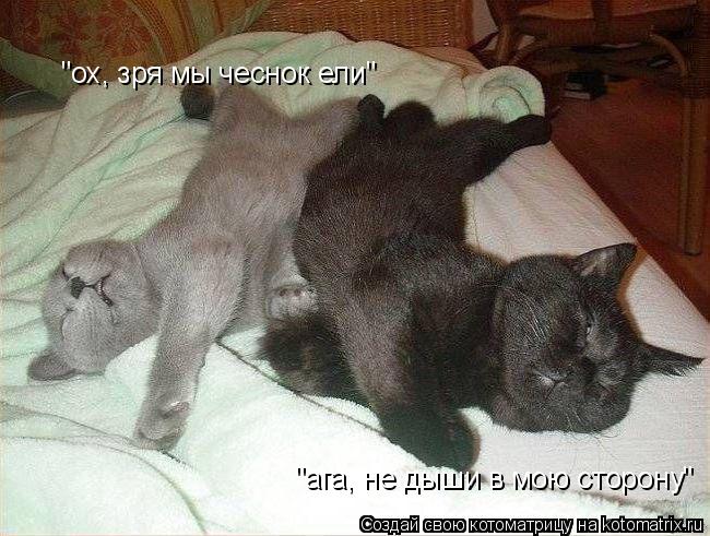 "ох, зря мы чеснок ели" "ага, не дыши в мою сторону"... Котоматрица: "ох, зря мы чеснок ели" "ага, не дыши в мою сторону"