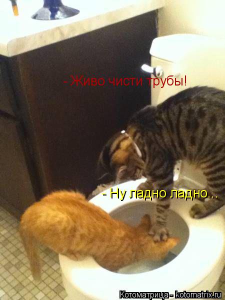 - Живо чисти трубы! - Ну ладно ладно...... Котоматрица: - Живо чисти трубы! - Ну ладно ладно...