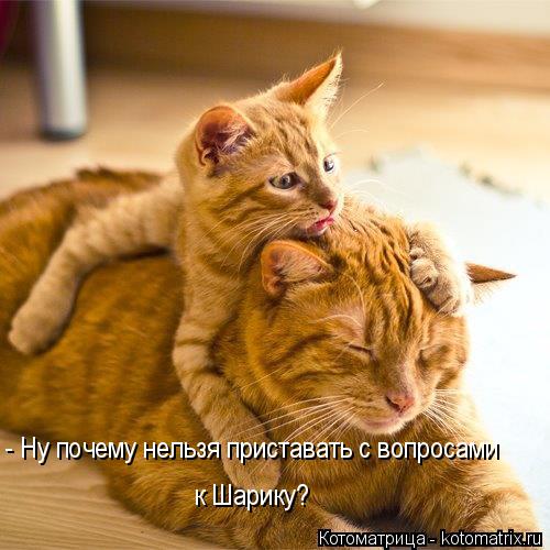 - Ну почему нельзя приставать с вопросами к Шарику?... Котоматрица: - Ну почему нельзя приставать с вопросами к Шарику?