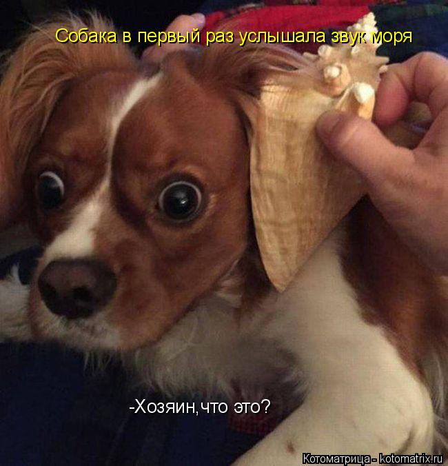 Собака в первый раз услышала звук моря -Хозяин,что это?... Котоматрица: Собака в первый раз услышала звук моря -Хозяин,что это?