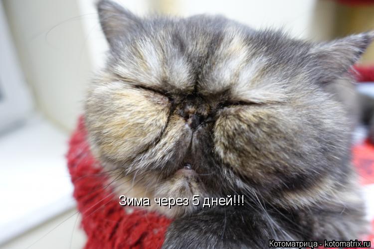 Зима через 5 дней!!!... Котоматрица: Зима через 5 дней!!!