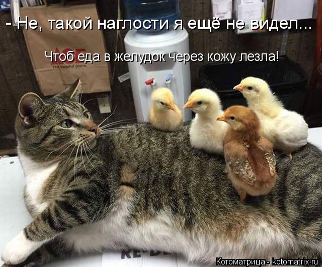 - Не, такой наглости я ещё не видел... Чтоб еда в желудок через кожу лезла!... Котоматрица: - Не, такой наглости я ещё не видел... Чтоб еда в желудок через кожу лезла!