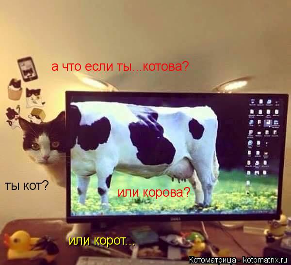 ты кот? или корова? а что если ты...котова? или корот...... Котоматрица: ты кот? или корова? а что если ты...котова? или корот...