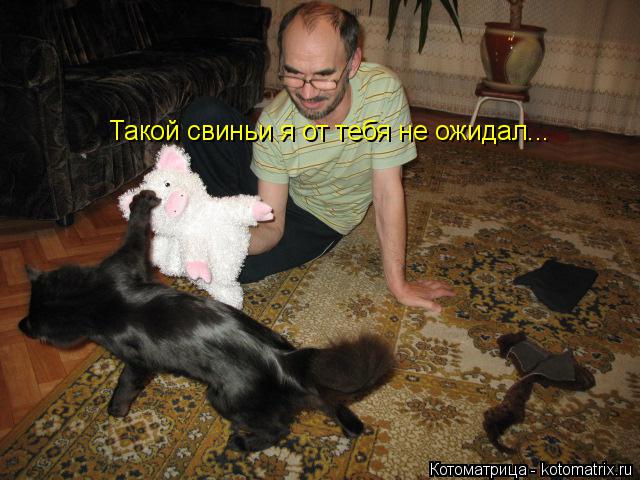 Такой свиньи я от тебя не ожидал...... Котоматрица: Такой свиньи я от тебя не ожидал...