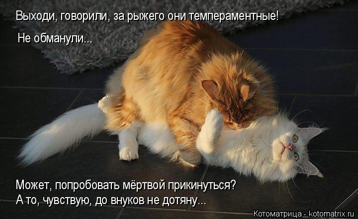 Выходи, говорили, за рыжего они темпераментные! Не обманули... Может, попробовать мёртвой прикинуться... Котоматрица: Выходи, говорили, за рыжего они темпераментные! Не обманули... Может, попробовать мёртвой прикинуться? А то, чувствую, до внуков не дотяну...