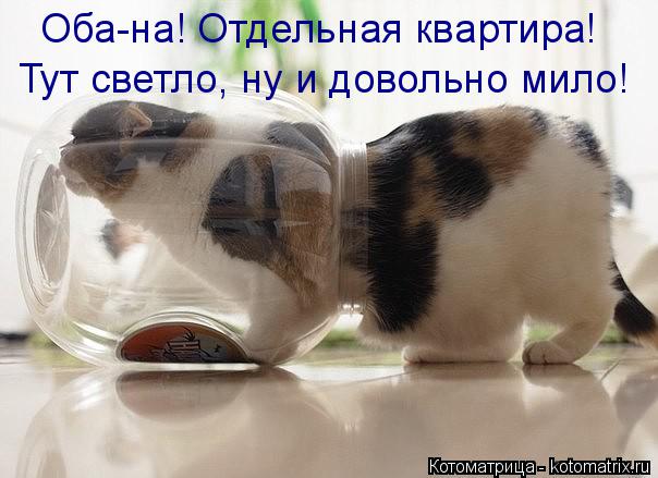 Котоматрица: Оба-на! Отдельная квартира! Тут светло, ну и довольно мило!