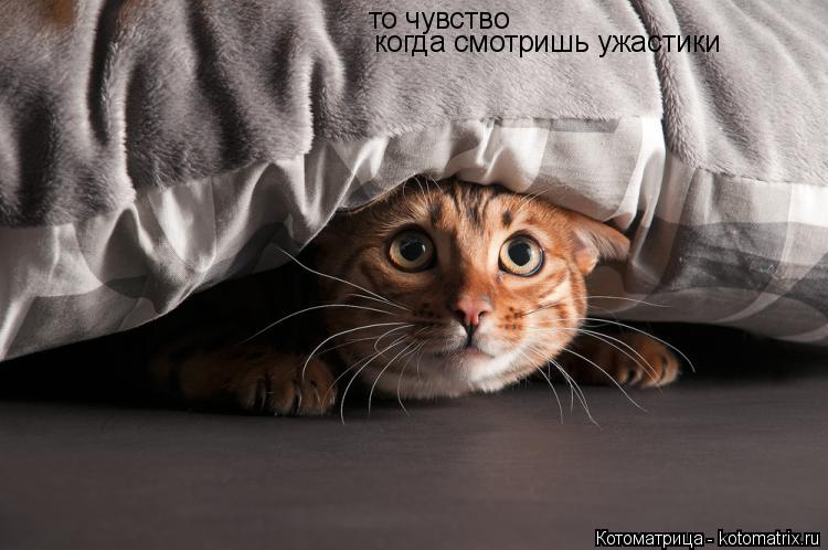 то чувство когда смотришь ужастики... Котоматрица: то чувство когда смотришь ужастики