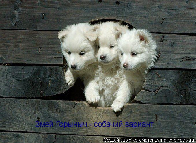 Змей Горыныч - собачий вариант... Котоматрица: Змей Горыныч - собачий вариант