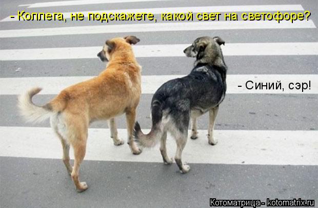 - Коллега, не подскажете, какой свет на светофоре? - Синий, сэр!... Котоматрица: - Коллега, не подскажете, какой свет на светофоре? - Синий, сэр!