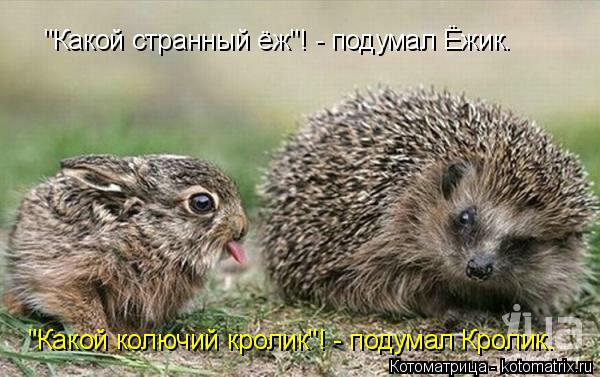 "Какой странный ёж"! - подумал Ёжик. "Какой колючий кролик"! - подумал Кролик.... Котоматрица: "Какой странный ёж"! - подумал Ёжик. "Какой колючий кролик"! - подумал Кролик.