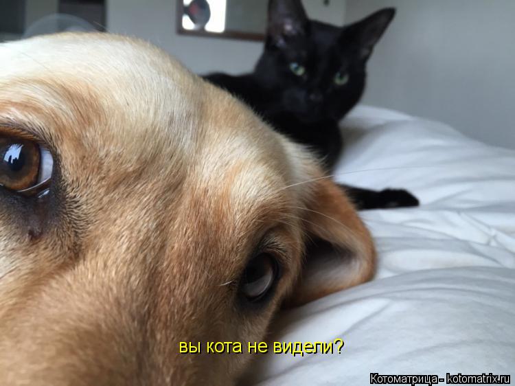 вы кота не видели?... Котоматрица: вы кота не видели?