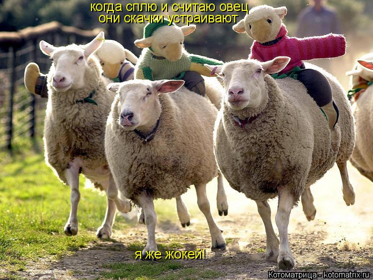 когда сплю и считаю овец они скачки устраивают я же жокей!... Котоматрица: когда сплю и считаю овец они скачки устраивают я же жокей!