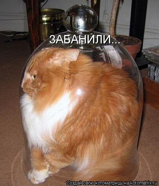 ЗАБАНИЛИ...... Котоматрица: ЗАБАНИЛИ...