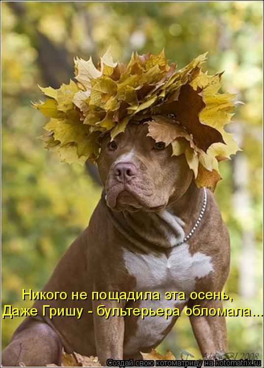Даже Гришу - бультерьера обломала... Никого не пощадила эта осень,... Котоматрица: Даже Гришу - бультерьера обломала... Никого не пощадила эта осень,