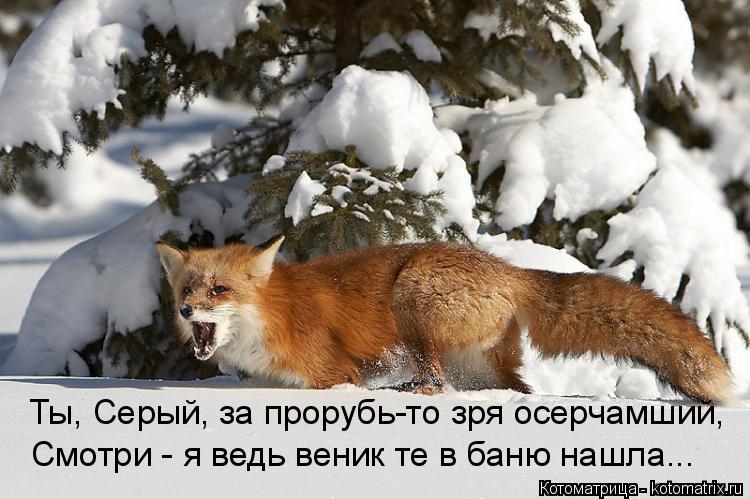 Ты, Серый, за прорубь-то зря осерчамший, Смотри - я ведь веник те в баню нашла...... Котоматрица: Ты, Серый, за прорубь-то зря осерчамший, Смотри - я ведь веник те в баню нашла...