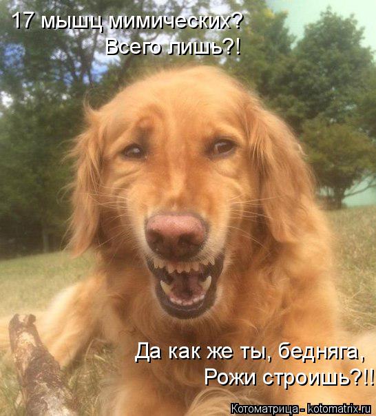 17 мышц мимических? Всего лишь?! Да как же ты, бедняга, Рожи строишь?!!... Котоматрица: 17 мышц мимических? Всего лишь?! Да как же ты, бедняга, Рожи строишь?!!