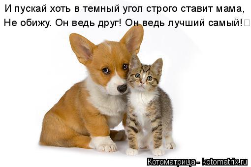 И пускай хоть в темный угол строго ставит мама, Не обижу. Он ведь друг! Он ведь лучший самый!... Котоматрица: И пускай хоть в темный угол строго ставит мама, Не обижу. Он ведь друг! Он ведь лучший самый!