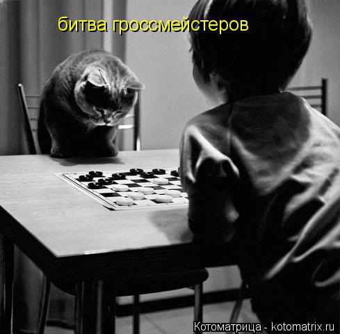 битва гроссмейстеров... Котоматрица: битва гроссмейстеров