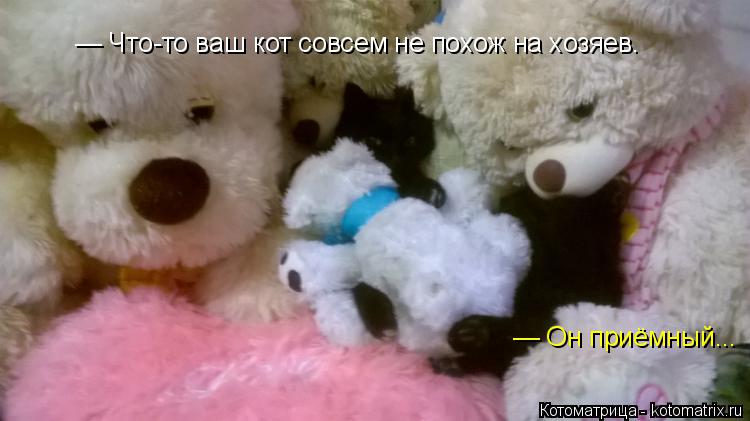 — Что-то ваш кот совсем не похож на хозяев. — Он приёмный...... Котоматрица: — Что-то ваш кот совсем не похож на хозяев. — Он приёмный...